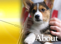 Pacesetter Medical Veterinary Services